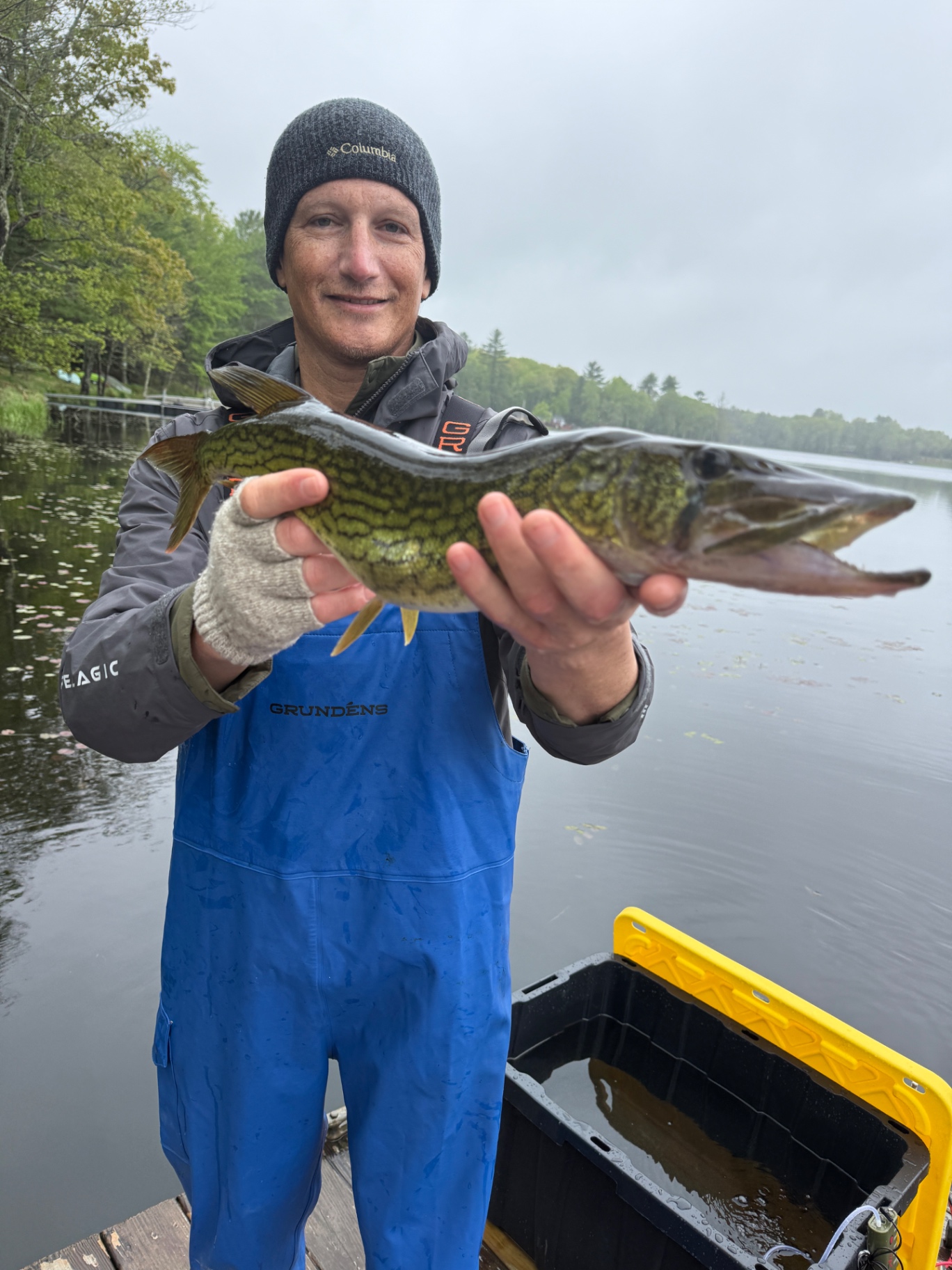 Pickerel on a misty morning
